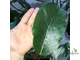 Ficus lutea / фикус Лютея