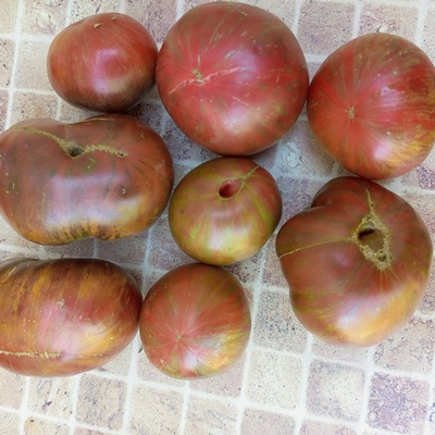 Томат Гном Тенесси Сюит (Dwarf Tennessee Suited)