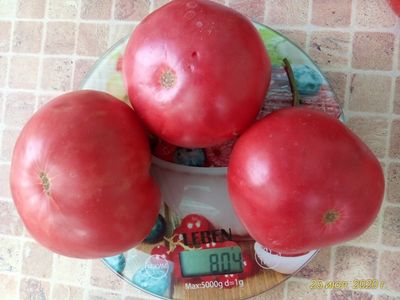 Томат Дедушка Эшлок (Grandfhater Ashlock)