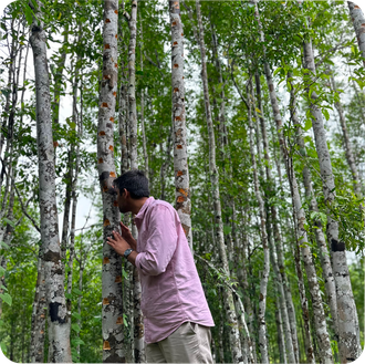 Уд Малазийский (Aquilaria Malaccensis) Индия, 1 г - 100% натуральное эфирное масло