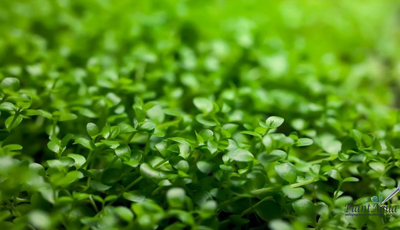 MICRANTHEMUM TWEEDIEI "MONTE CARLO"/ МИКРАНТЕМУМ "МОНТЕ КАРЛО" (меристемный) XL КОНТЕЙНЕР