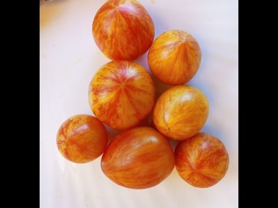 Томат Кровоточащее сердце (Bleeding Heart)