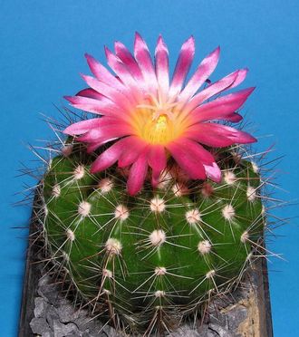 Notocactus purpureus RP 672 - 5 семян