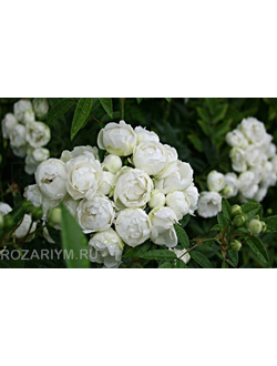 Саженцы Вайт Морсдаг Morsdag White
