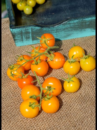 Томат Märchensnack (Сказочная закуска), 10 шт