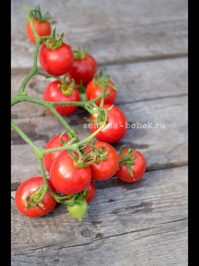 Томат Гибрид Тарасенко, 10 шт