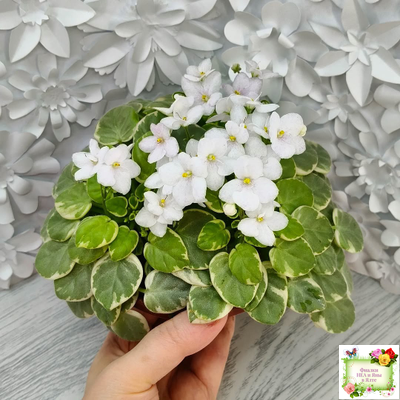 Ва-Банк (Л. Мещерякова) листовая химера (стартер сорт)