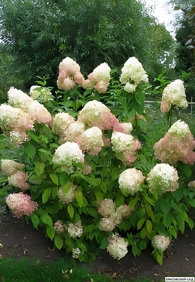 Купить Гортензия метельчатая Фантом в Москве - Фото - Красовский-Сад.рф