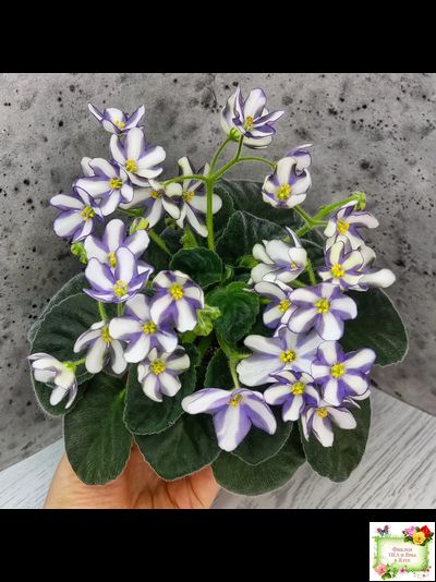 7 Белок (Калгины) химера (стартер сорт)