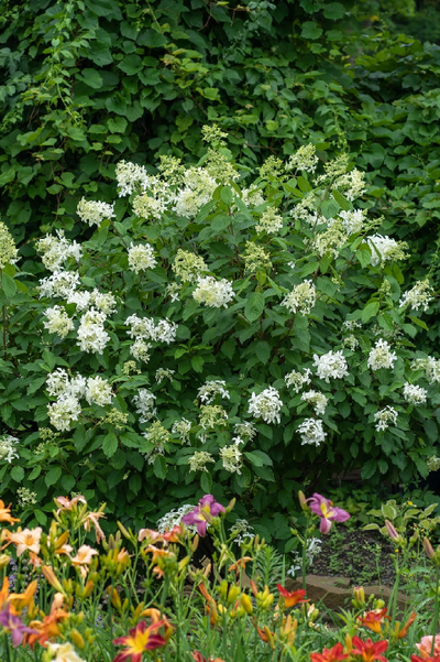 Гортензия метельчатая GREAT STAR