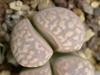 Lithops marmorata v.elisae C214 - 10 семян