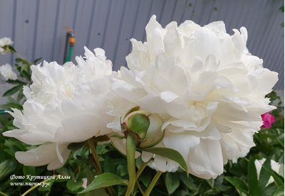 Пион Casablanka (Касабланка)