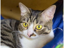 Барбариска