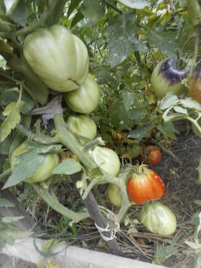 Томат Кунео гигантская груша (Cuneo Giant Pear) США