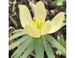 Eranthis &quot;Pauline&quot;