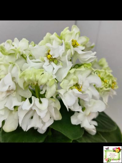 DS-Прекрасное Далеко (Dimetris) 2021 г.