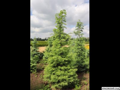 Пихта одноцветная - Abies concolor