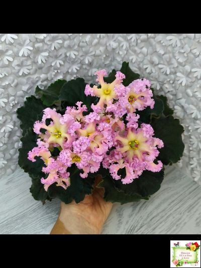 РМ-Оранжевое Лето (Н. Скорнякова) 2022 г.