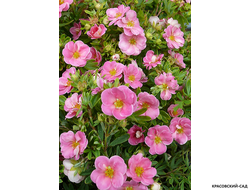 Лапчатка кустарниковая Пинк Парадайз Купить Саженцы в Москве