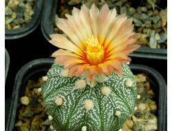 Astrophytum AS TOP BIG OOIBO (1050.1)о - 10 семян