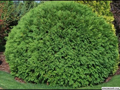 Туя западная Вудварди - Woodwardii