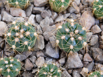 Gymnocalycium uruguayense v.roseiflorum VG-454 (d=10-15mm)