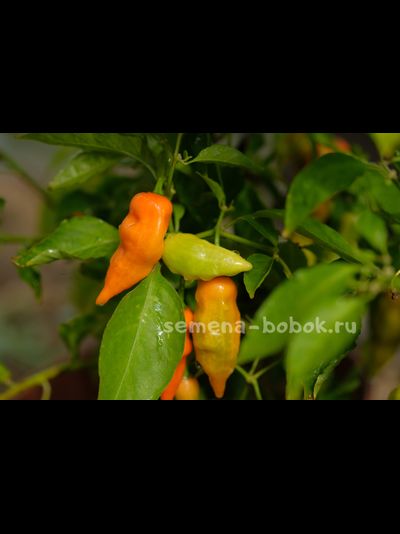 Перец сладкий Habanero Habanada  (Хабанеро Хабанада), 10 шт