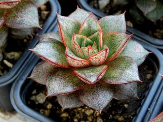 Echeveria purpusorum - розетка с корнями (6-7 см)