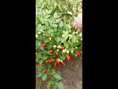 Перец острый Клювик красный (Biquinho)