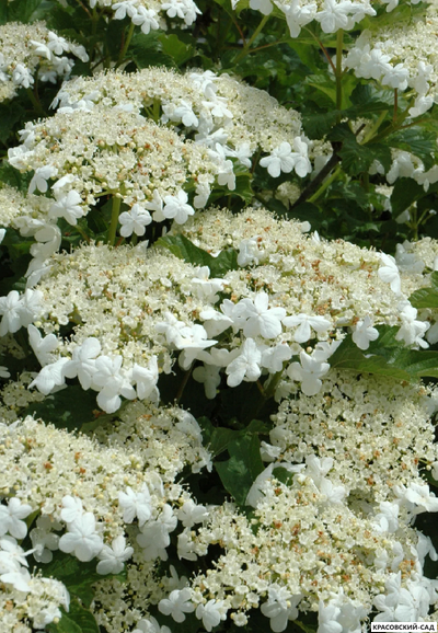 Калина Компактум