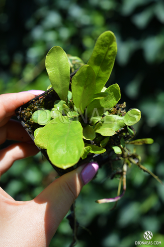 Пузырчатка - Utricularia longifolia