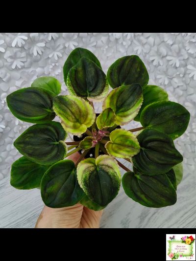 РС-Утренний Пляж (С. Репкина) 2020 г. (клакамас с кроновой пестролистностью)