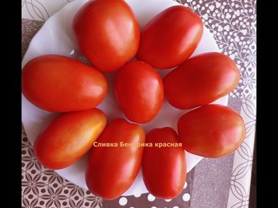 Томат Сливка Бендрика красная