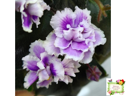 Mac's Jubilant Jamboree (G.McDonald) (лист укоренённый)