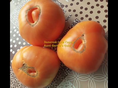 Томат Золотой тети Герти (Aunt Gertie’s Gold) США