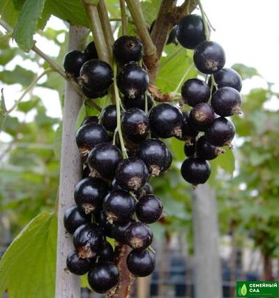 Смородина черная "Бен Тибен"