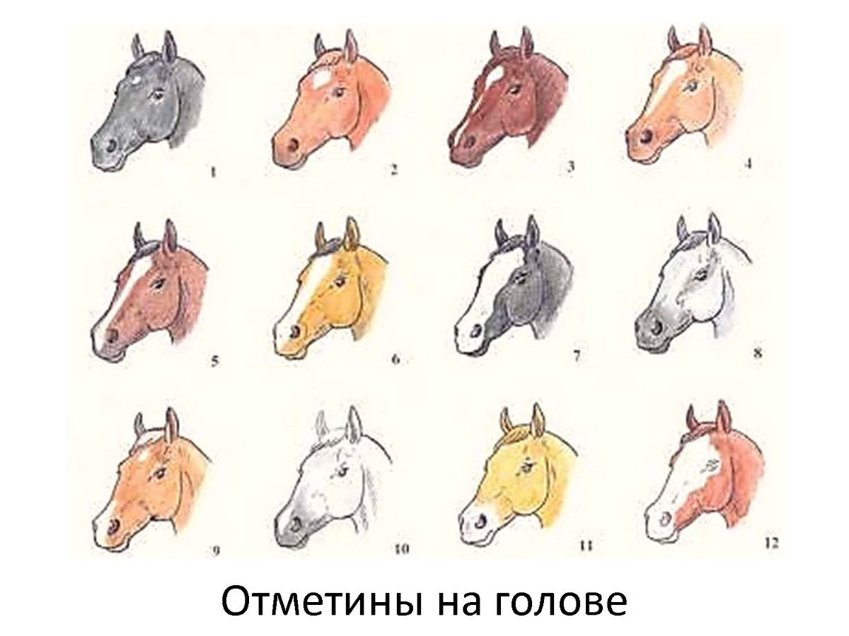 Отметины у лошадей