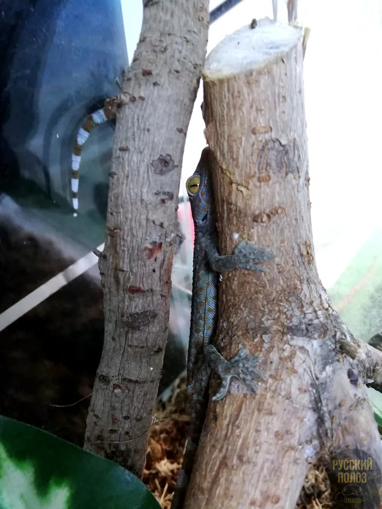 Геккон Токи, Gekko gecko