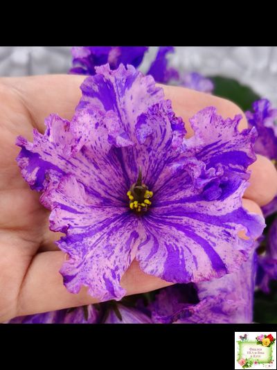 ВаТ-Инопланетянин (Т. Валькова) 2015 г.