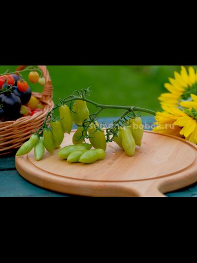 Томат Dancing green fingers (Танцующие Зеленые Пальцы), 10 шт