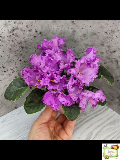 НК-Императорский Сад (Н.Козак) 2019 г. (лонг листва)