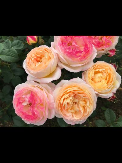 Розоман Жанон(Rosomane Janon)