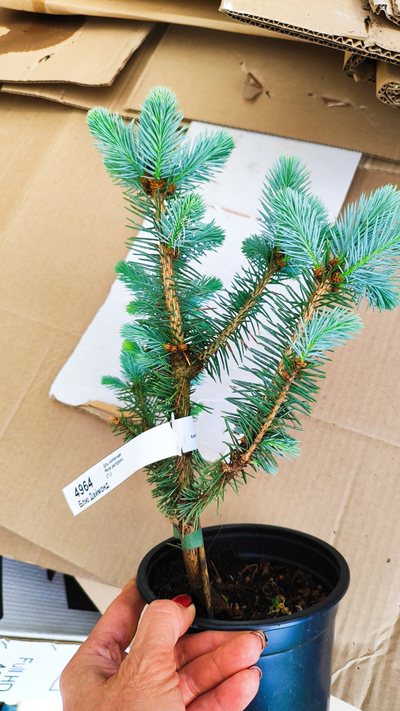 Ель колючая Блю Даймонд (Blue Diamond), 1,5 л