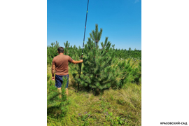 Сосна крымская Черная (Pinus nigra) – фото с линейкой - красовский-сад.рф