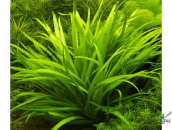 Эхинодорус квадрикостатус