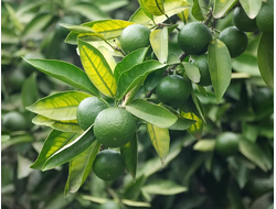 Мандарин зеленый (Citrus reticulata) - 100% натуральное эфирное масло