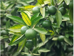 Мандарин зеленый (Citrus reticulata) Сицилия, 5 мл - 100% натуральное эфирное масло