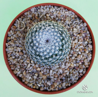 Mammillaria Microthele Superfina - Маммиллярия микротеле Суперфина, кактус с совиным глазом