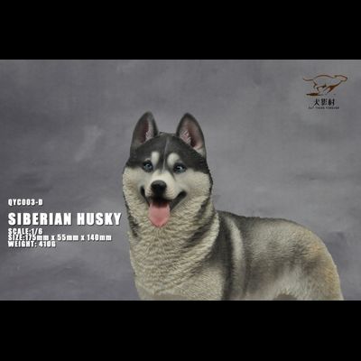 Сибирская хаски (серая) - Коллекционная ФИГУРКА 1/6 scale Husky (QYC003D) - QuanYingCun