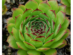 Sempervivum ‘ALLOTRIA’ - розетка